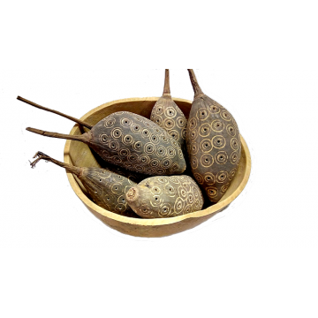 Suché plody - semena - sazenice